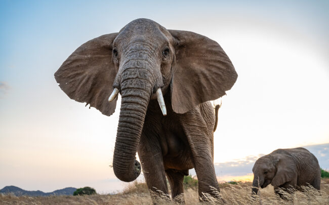 Mother Elephant and Calf • Samburu National Reserve, Kenya