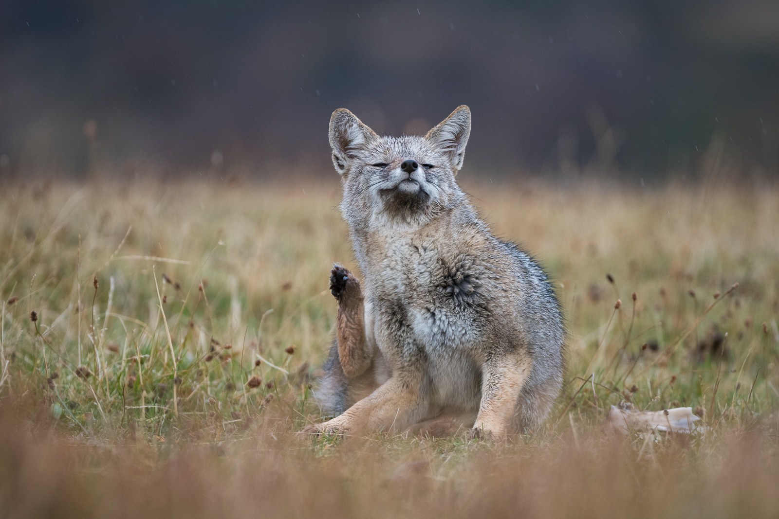 Patagonian Gray Fox, Chile