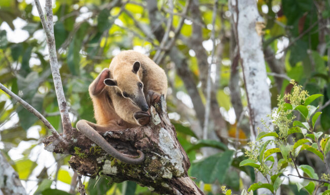 Southern Tamandua • Loreto, Peru