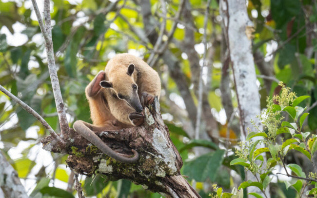 Southern Tamandua • Loreto, Peru