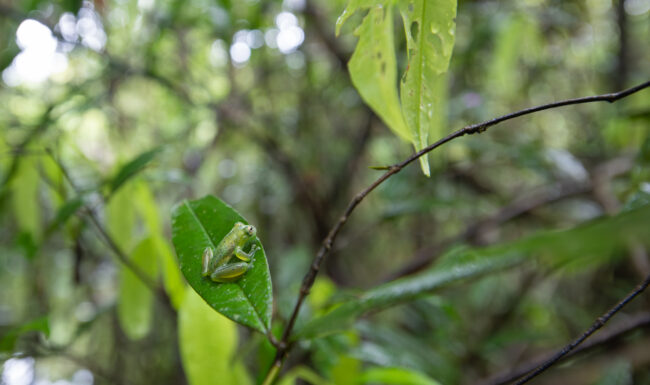 Rita's Glass Frog • Loreto, Peru