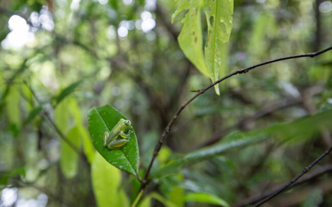 Rita's Glass Frog • Loreto, Peru