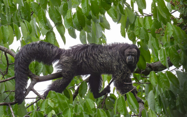 Monk Saki • Loreto, Peru