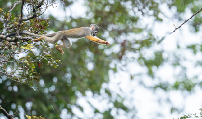 Ecuadorian Squirrel Monkey • Loreto, Peru