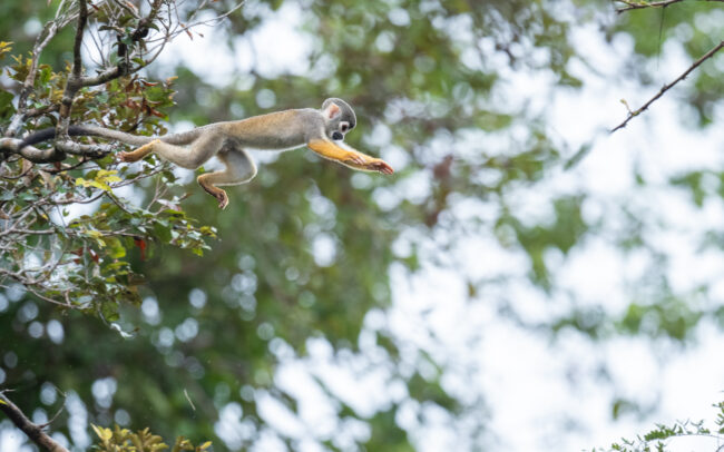Ecuadorian Squirrel Monkey • Loreto, Peru