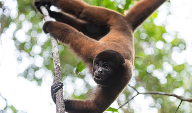 Woolly Monkey • Loreto, Peru