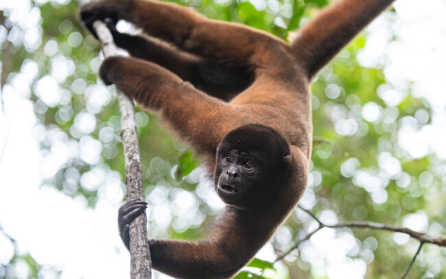 Woolly Monkey • Loreto, Peru