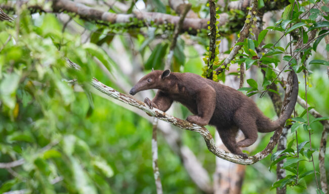 Southern Tamandua (Dark Morph) • Loreto, Peru