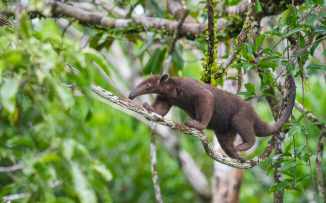 Southern Tamandua (Dark Morph) • Loreto, Peru