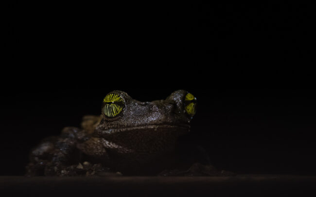 Giant Broad-Headed Tree Frog • Loreto, Peru