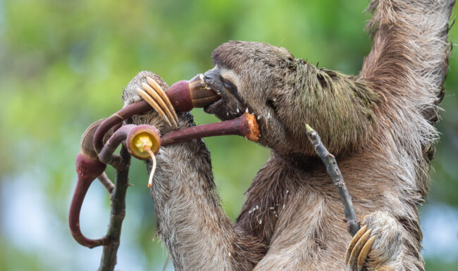 Three-Toed Sloth • Loreto, Peru
