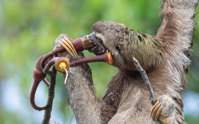 Three-Toed Sloth • Loreto, Peru