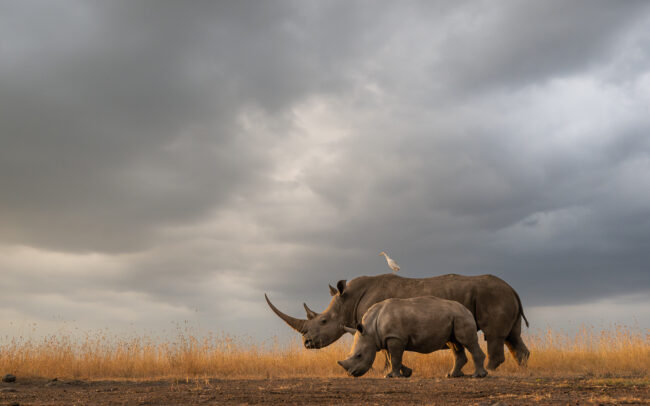 Rhinoceros and Calf • Nairobi National Park, Kenya