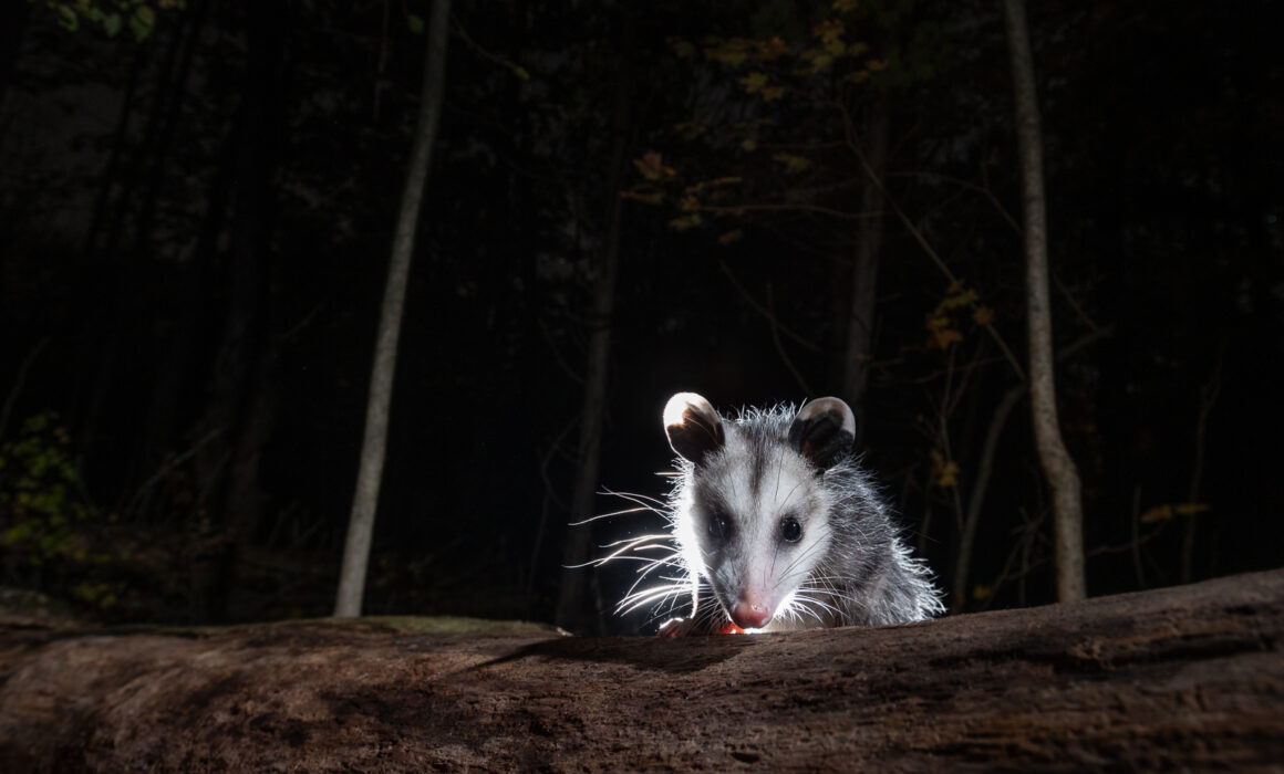 Virginia Opossum, Connecticut