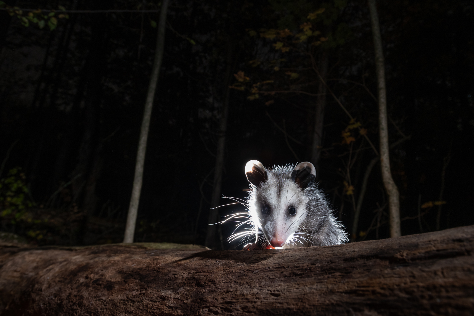Virginia Opossum, Connecticut