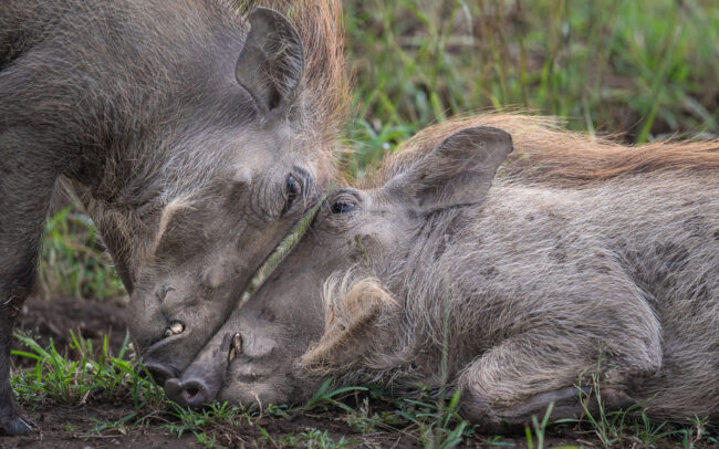 Warthogs • Masai Mara, Kenya