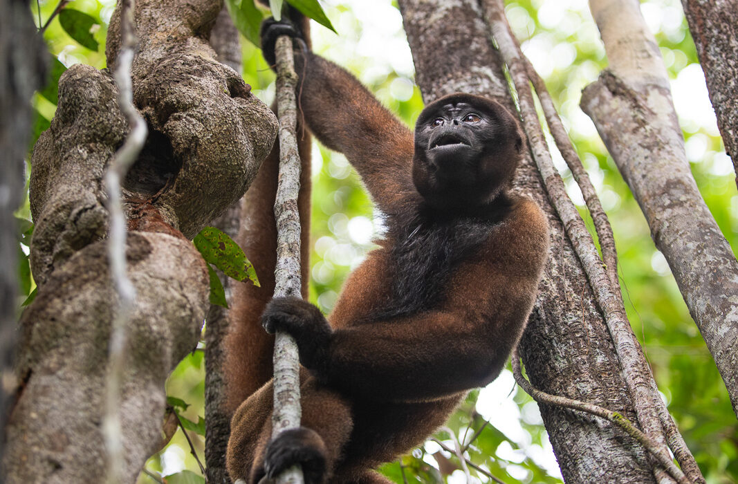 Woolly Monkey, Peru