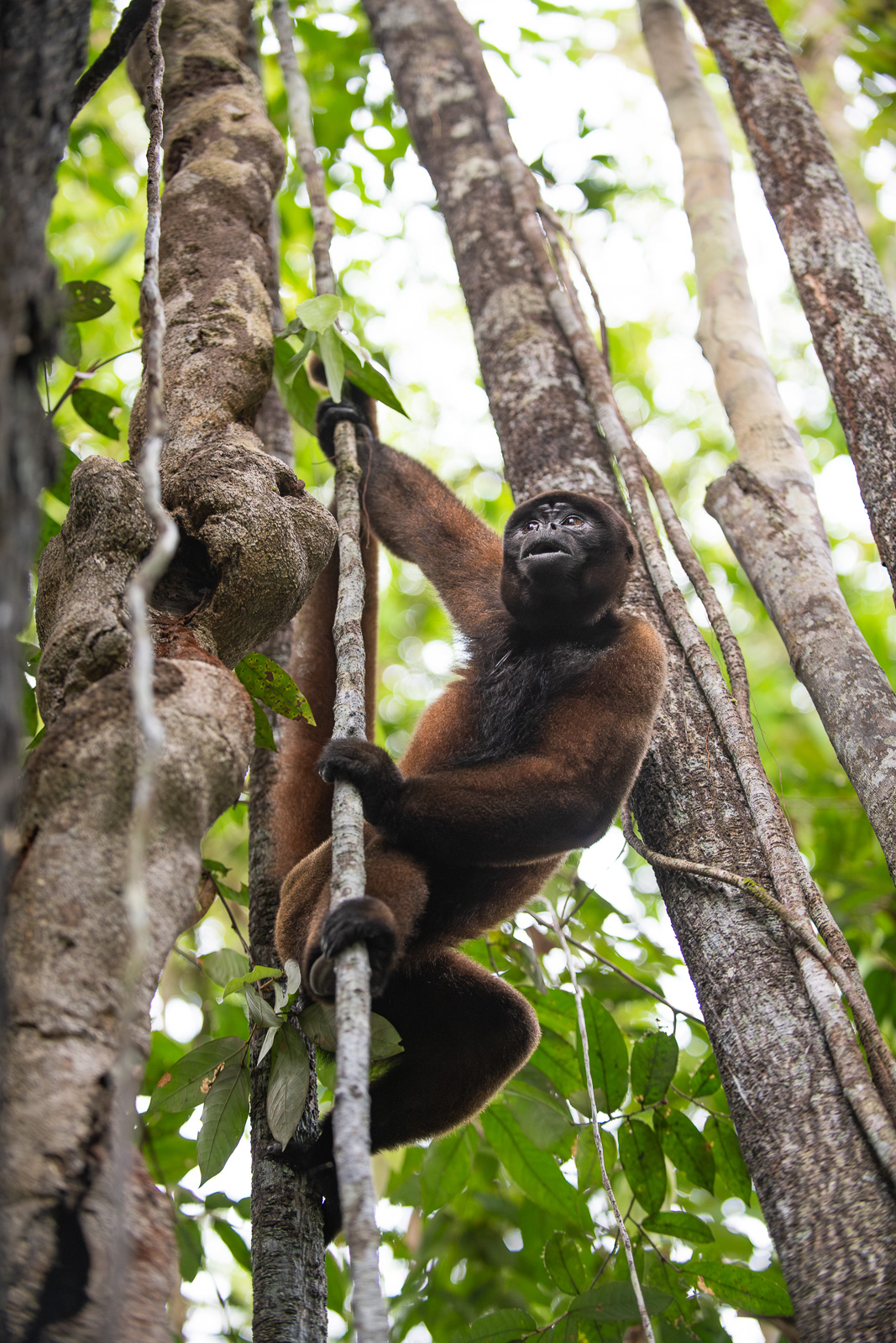 Woolly Monkey, Peru