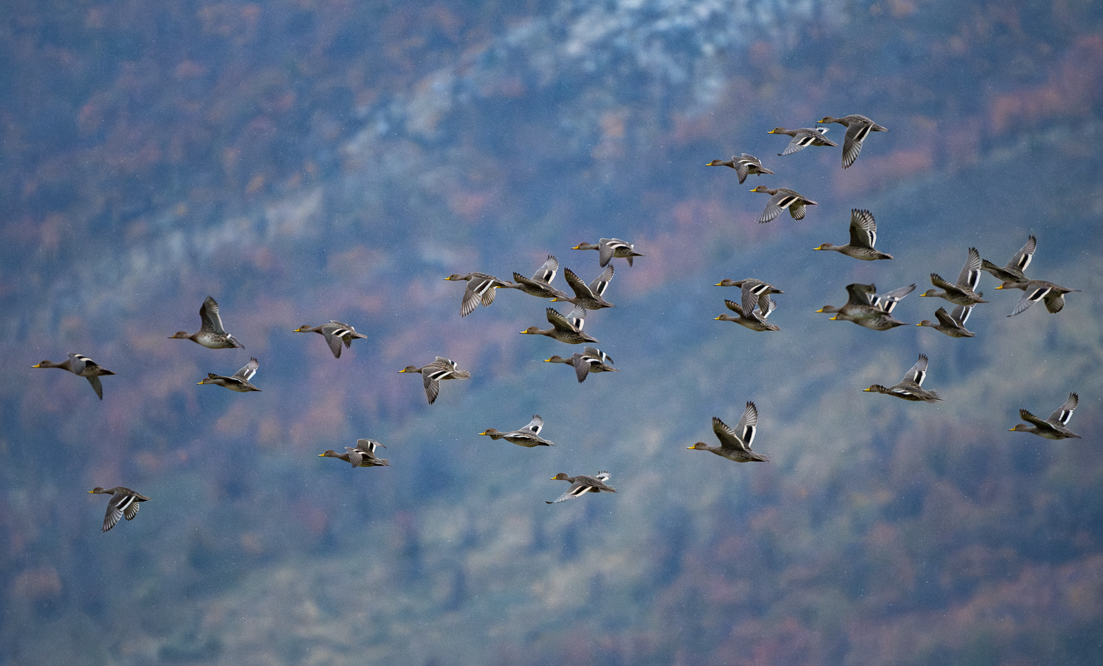 Yellow-Billed Teal, Patagonia, Chile