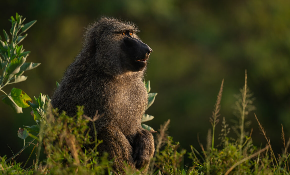 Olive Baboon, Masai Mara, Kenya