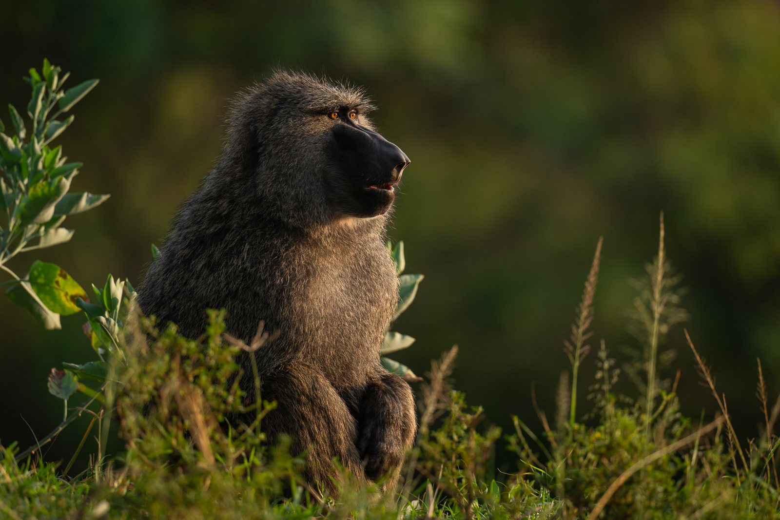 Olive Baboon, Masai Mara, Kenya
