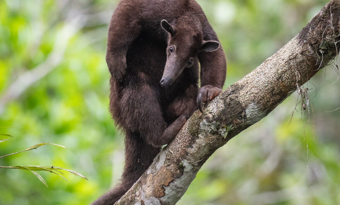 Southern Tamandua (Dark Morph), Peru
