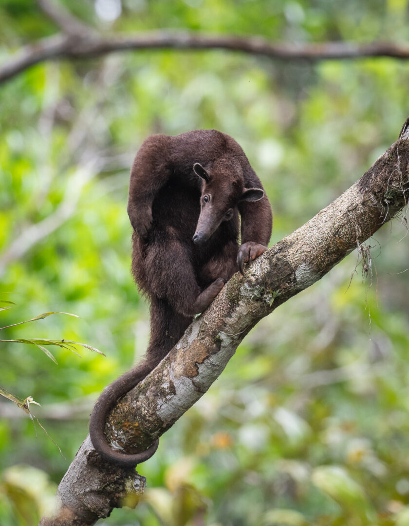 Southern Tamandua (Dark Morph), Peru