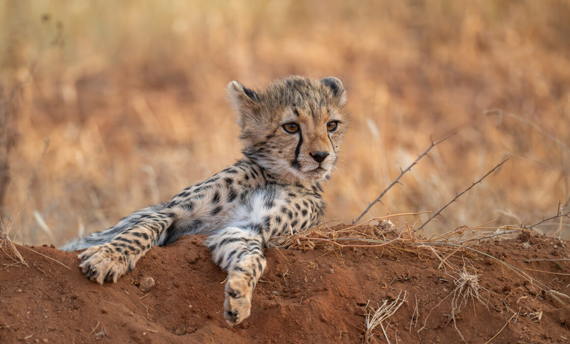 Cheetah Cub, Masai Mara, Kenya