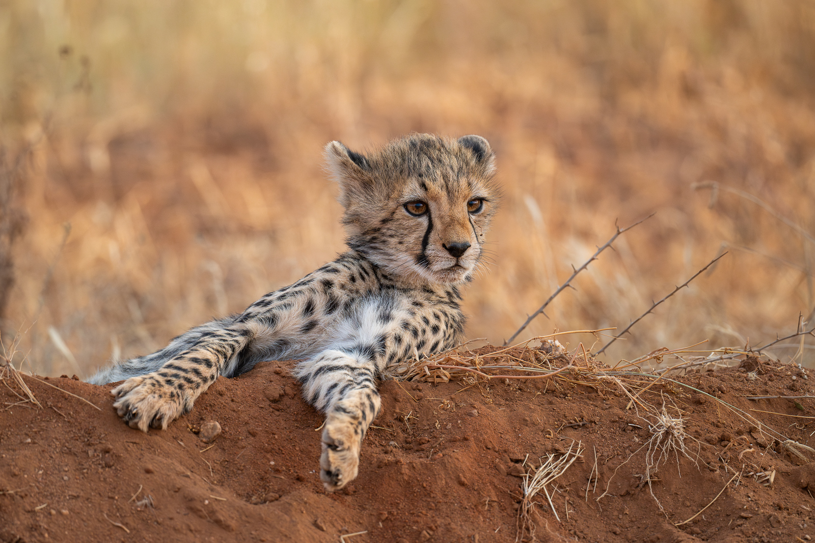 Cheetah Cub, Masai Mara, Kenya