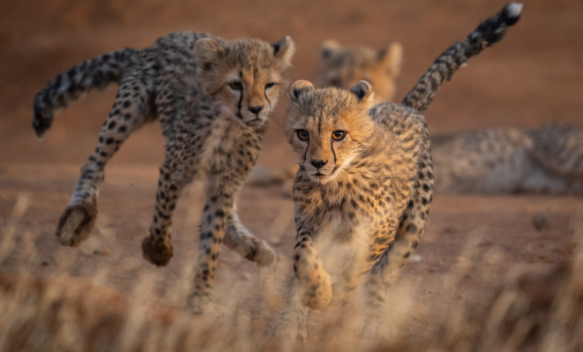 Cheetah Cubs, Samburu National Reserve, Kenya