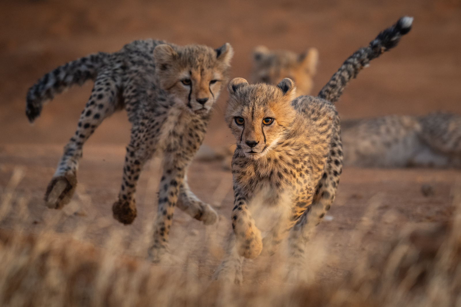 Cheetah Cubs, Samburu National Reserve, Kenya