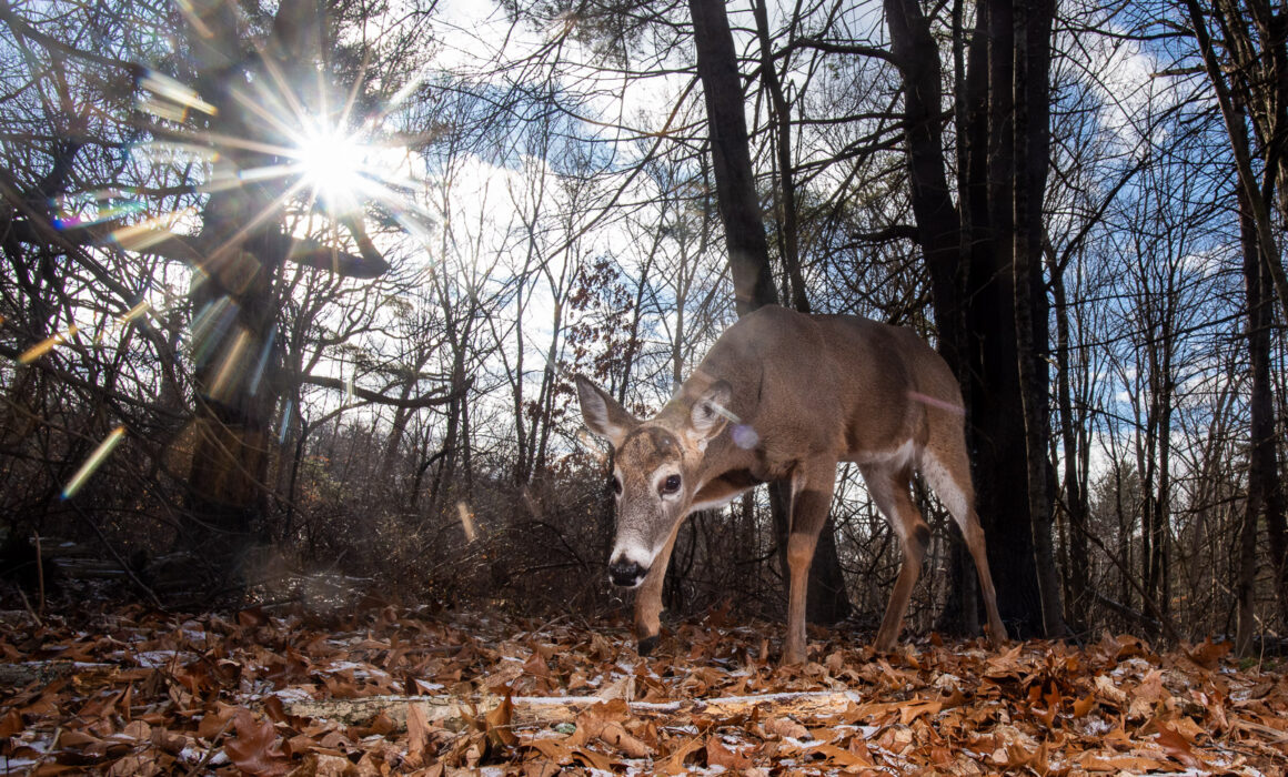 White-Tailed Deer, Farmington, Connecticut