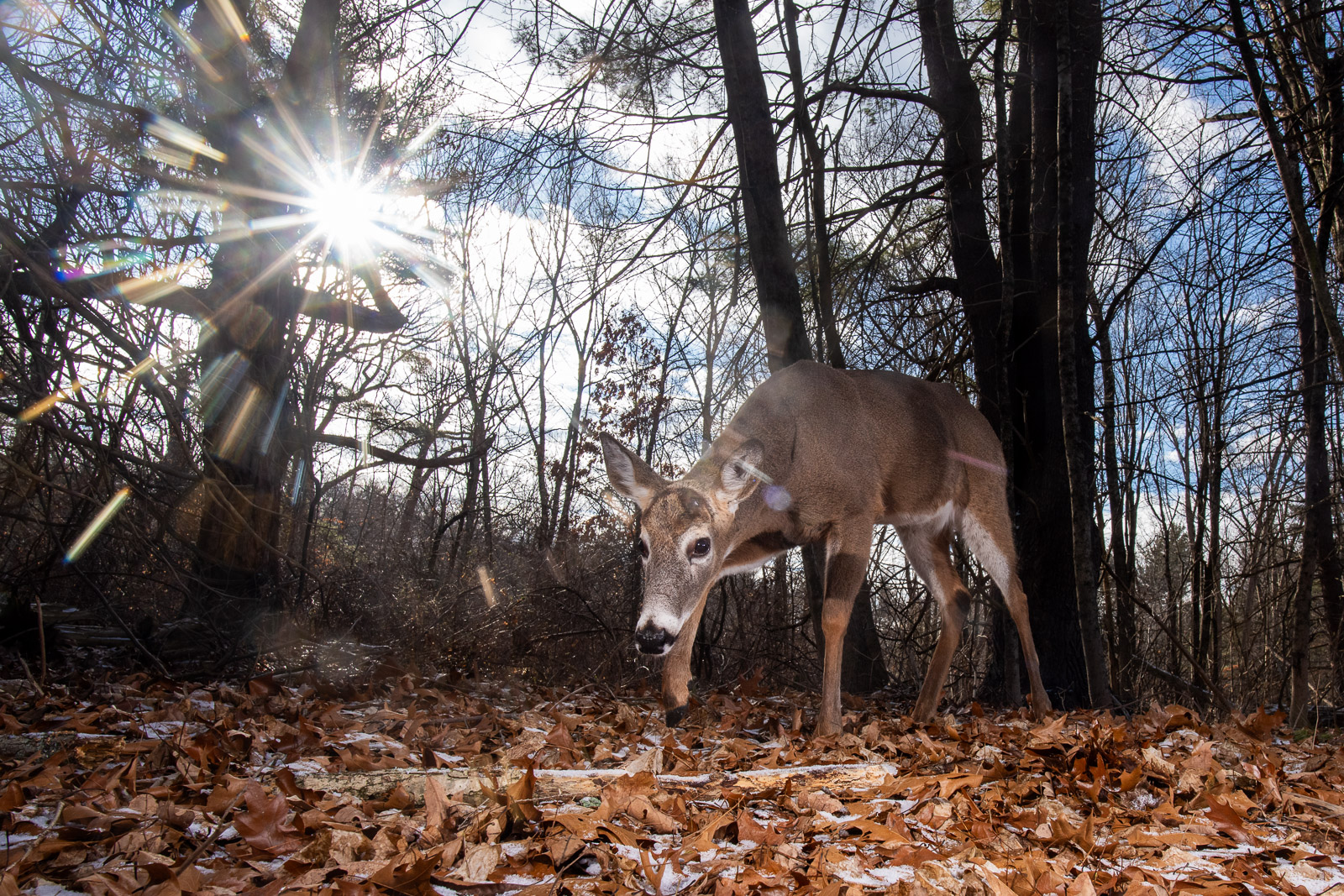 White-Tailed Deer, Farmington, Connecticut