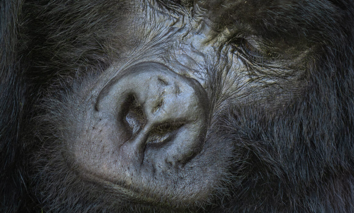 Gorilla at Rest, Mgahinga National Park, Uganda