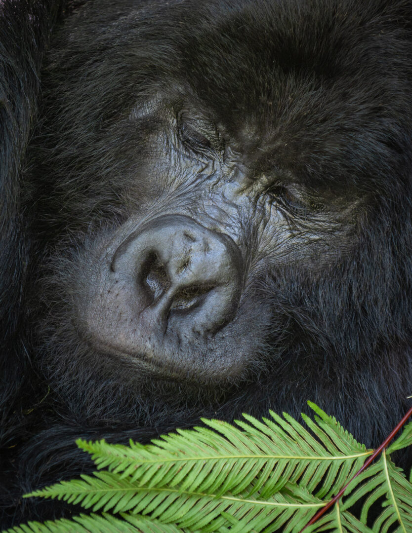 Gorilla at Rest, Mgahinga National Park, Uganda
