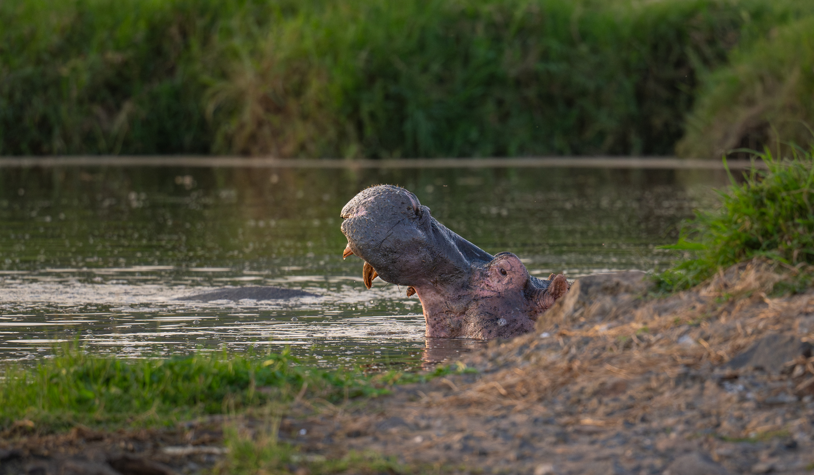 Yawning Hippo, Masai Mara, Kenya