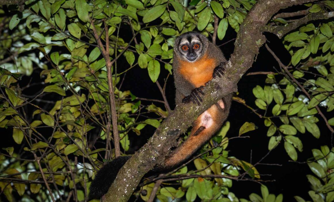 Ma's Night Monkey, Peru