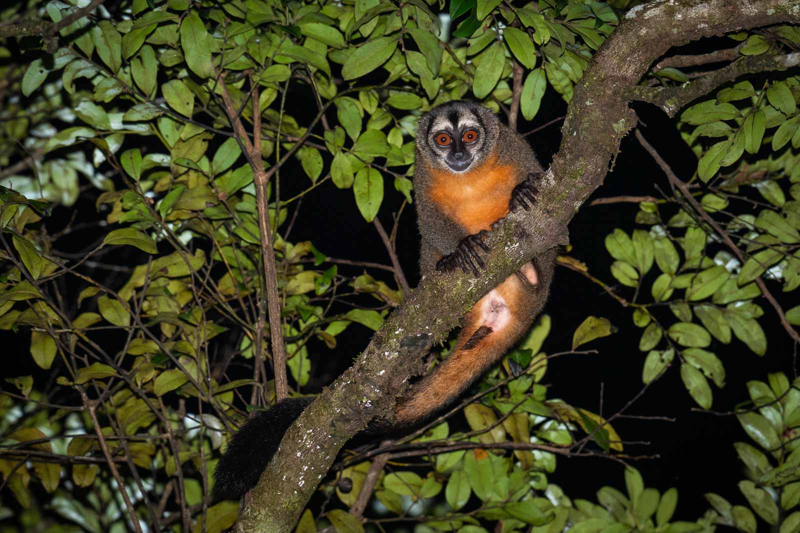 Ma's Night Monkey, Peru
