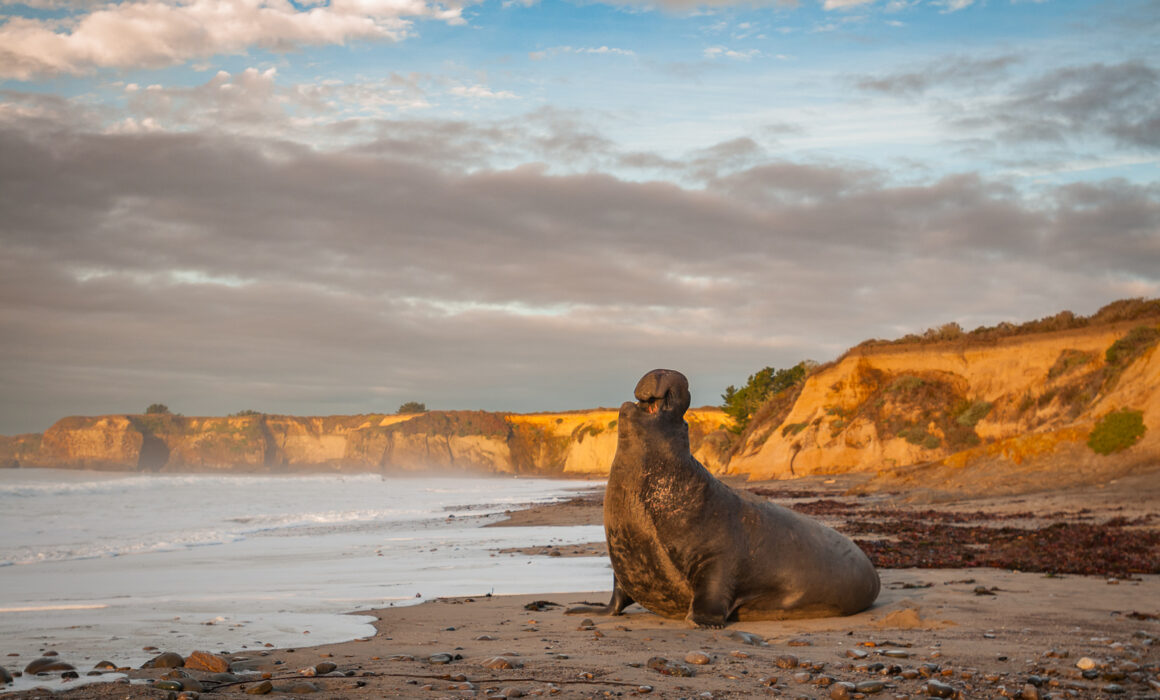 Northern Elephant Seal, California