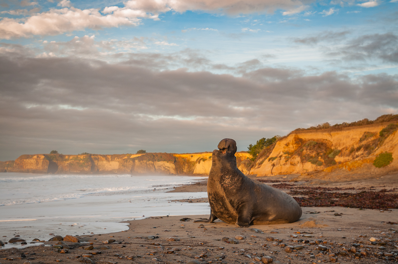 Northern Elephant Seal, California