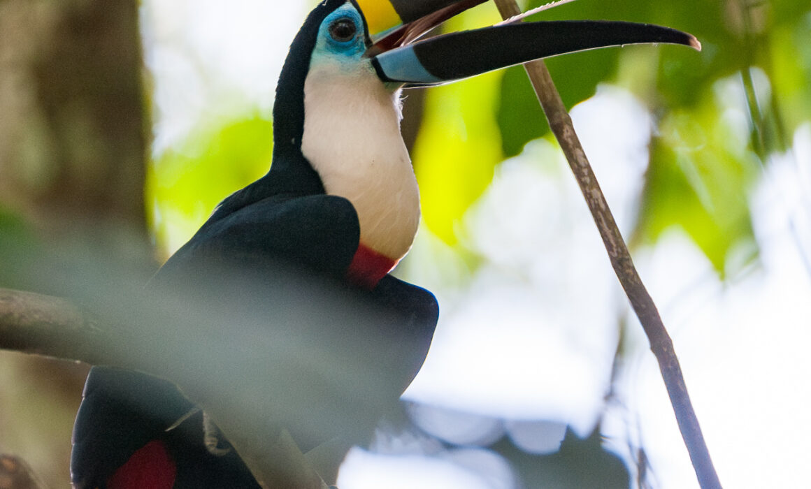 White-Throated Toucan, Madidi National Park, Bolivia