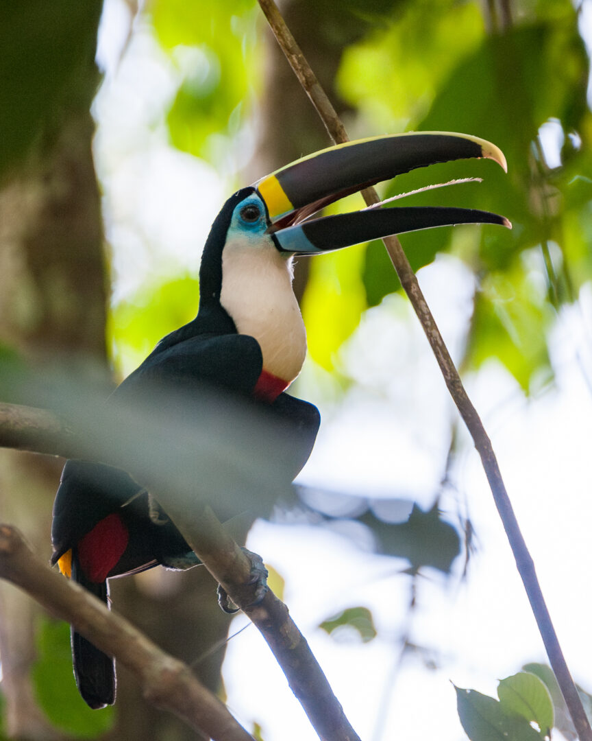 White-Throated Toucan, Madidi National Park, Bolivia