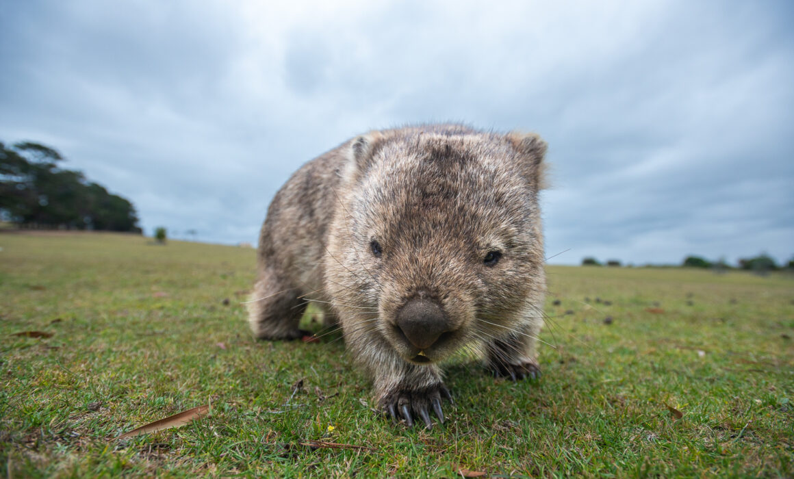 Wombat, Maria Island, Tasmania, Australia