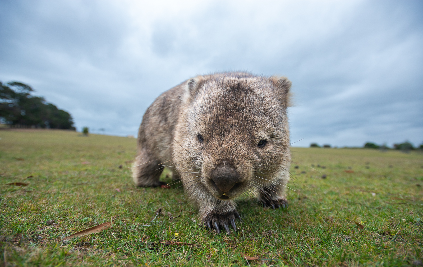 Wombat, Maria Island, Tasmania, Australia