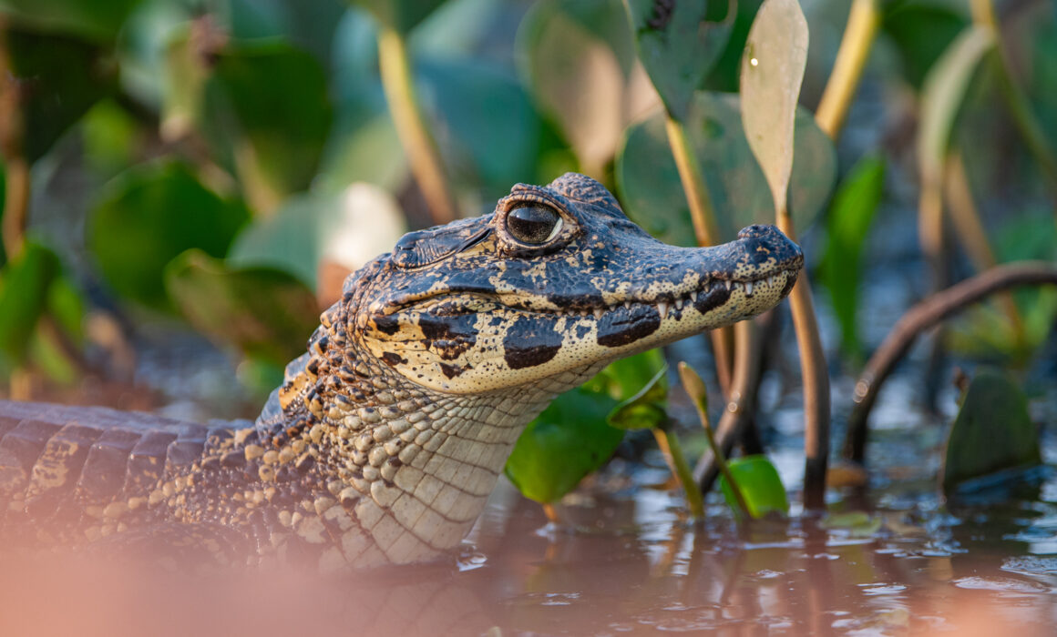 Yacaré Caiman, Pantanal, Brazil