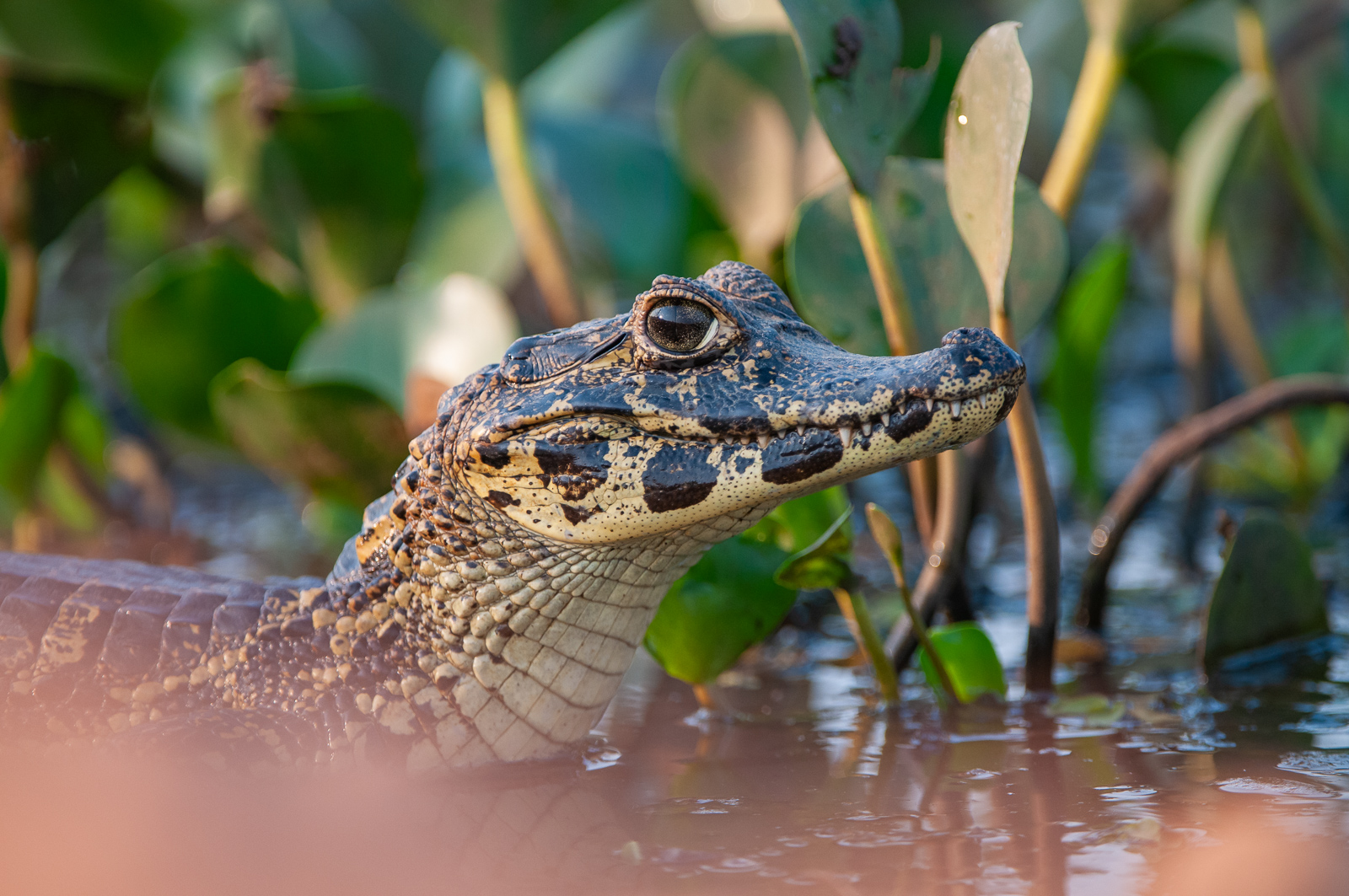 Yacaré Caiman, Pantanal, Brazil