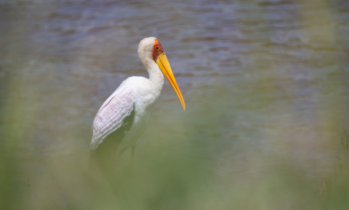 Yellow-Billed Stork, Masai Mara, Kenya