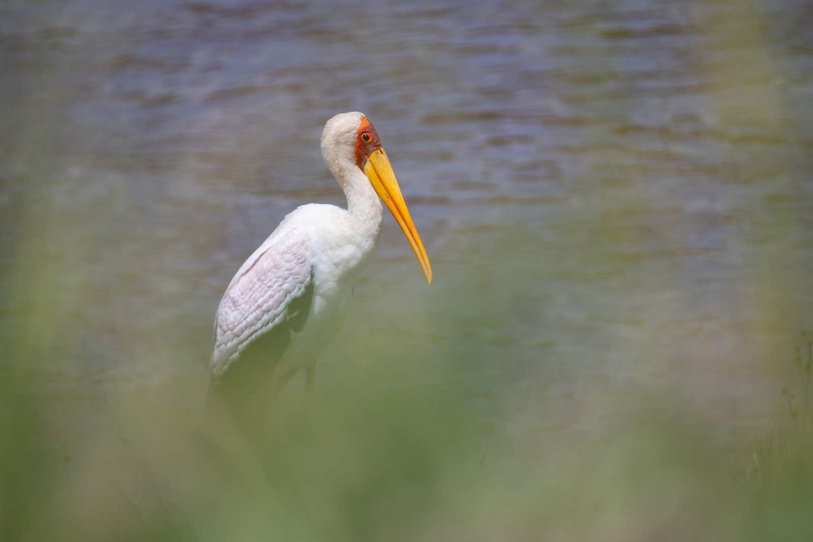 Yellow-Billed Stork, Masai Mara, Kenya
