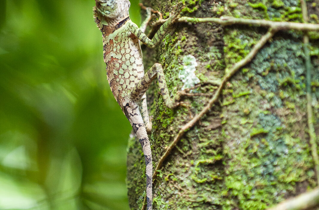 Blue-Eyed Angelhead Lizard, Indonesia
