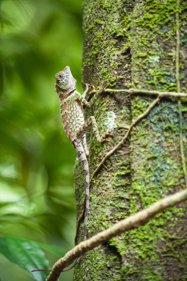 Blue-Eyed Angelhead Lizard, Indonesia